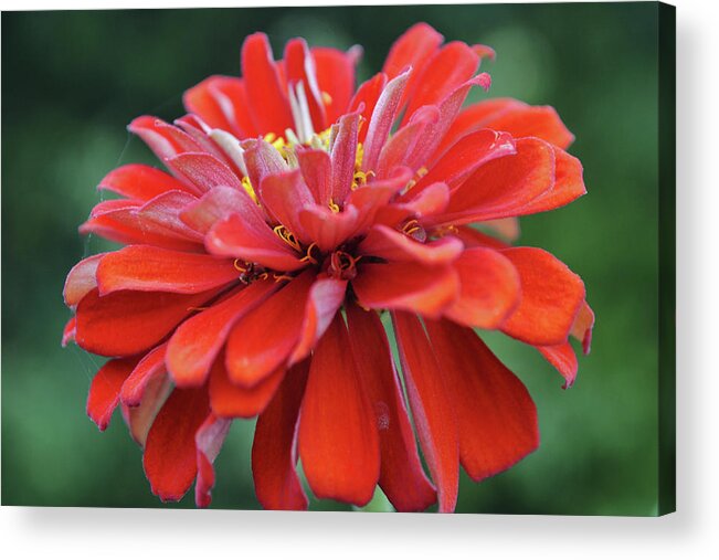 Flower Acrylic Print featuring the photograph Red Zinnia Flower Close Up Macro by Gaby Ethington