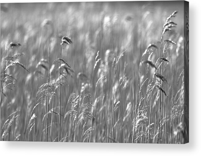 Reed Acrylic Print featuring the photograph Reed forest by MPhotographer