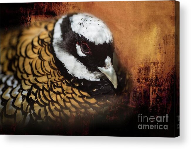Reeve's Pheasant Acrylic Print featuring the photograph Reeve's Pheasant Male Portrait by Eva Lechner