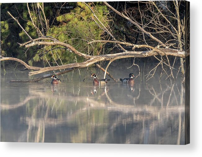 Duck Acrylic Print featuring the photograph Reflections by James Overesch
