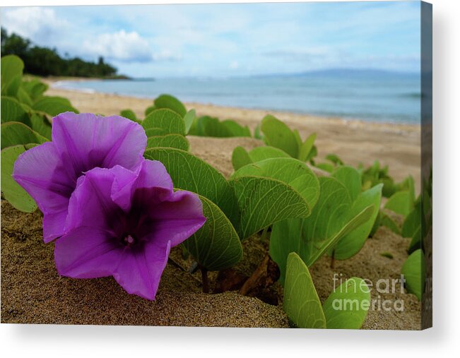 Maui Acrylic Print featuring the photograph Relaxing Flowers in the Sand by Wilko van de Kamp Fine Photo Art