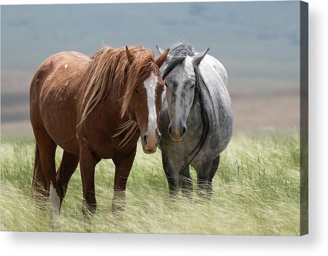 Wild Horses Acrylic Print featuring the photograph Resting Together by Mary Hone