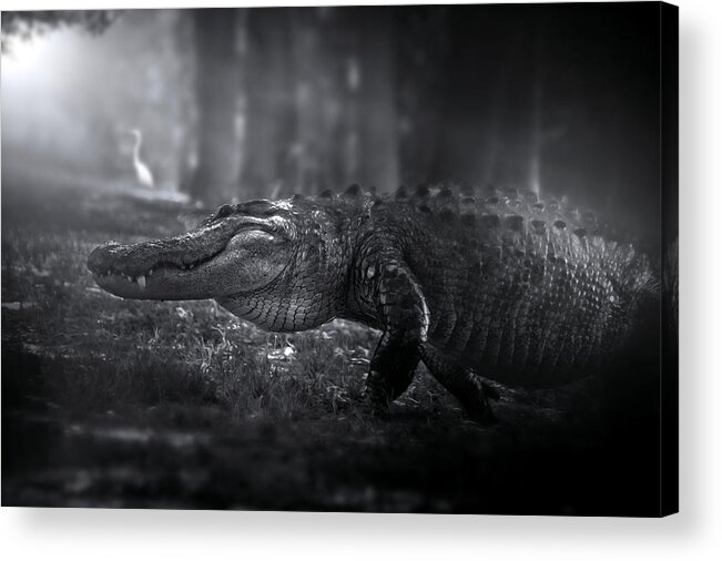 Alligator Acrylic Print featuring the photograph Return of the King by Mark Andrew Thomas