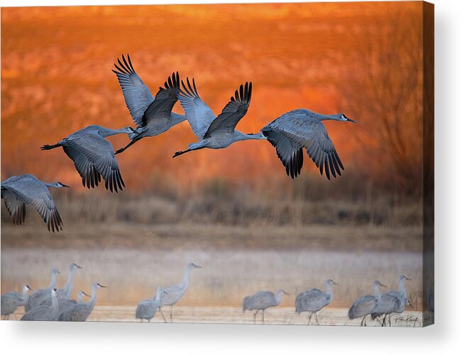 Birds Acrylic Print featuring the photograph Returning Home by Peter Kennett