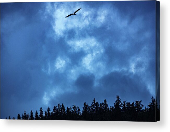 Black Forest Acrylic Print featuring the photograph Revelation of the raptor by Ioannis Konstas