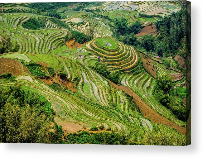Black Acrylic Print featuring the photograph Rice Terraces in Sapa by Arj Munoz