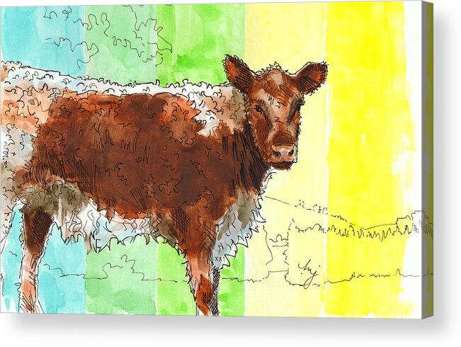Riggit Galloway Cow Acrylic Print featuring the drawing Riggit Galloway cow painting brown and white calf by Mike Jory