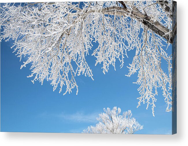 Jackson Acrylic Print featuring the photograph Rime Frost in the Tetons by Douglas Wielfaert