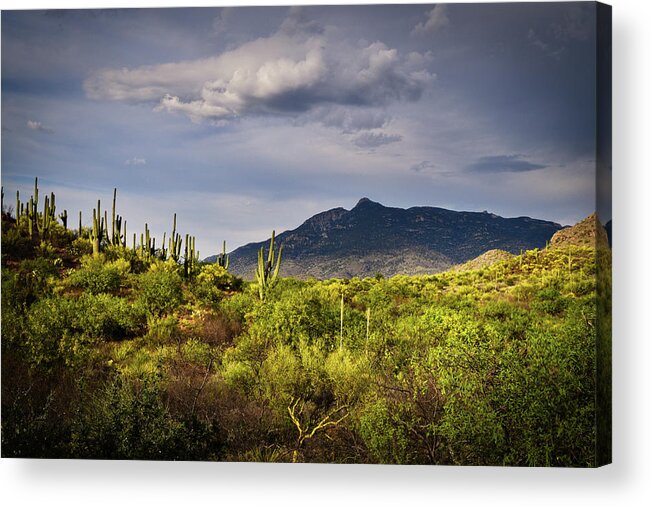 Rincon Peak Acrylic Print featuring the photograph Rincon Peak and Saguaro Cactus Sunset Light, Tucson AZ by Chance Kafka
