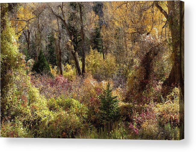 Nature Photography Acrylic Print featuring the photograph Riparian Sunshine by Kathleen Bishop