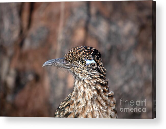 Greater Roadrunner Acrylic Print featuring the photograph Roadrunner Close Up Two by Elisabeth Lucas
