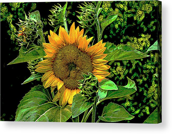 Sunflower Acrylic Print featuring the digital art Roaming the Sunflower by SnapHappy Photos