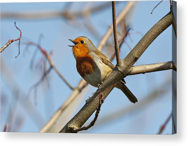 One Animal Acrylic Print featuring the photograph Robin Erithacus rubecula, singing, Norfolk by Mike Powles