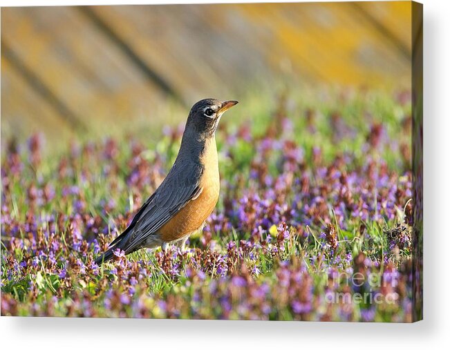 Robin Acrylic Print featuring the photograph Robin in a bed of purple flowers by Yvonne M Smith