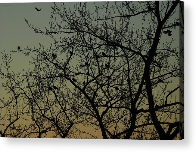 Dawn Acrylic Print featuring the photograph Robins at Dawn Gather and Fly February 21 2021 by Miriam A Kilmer