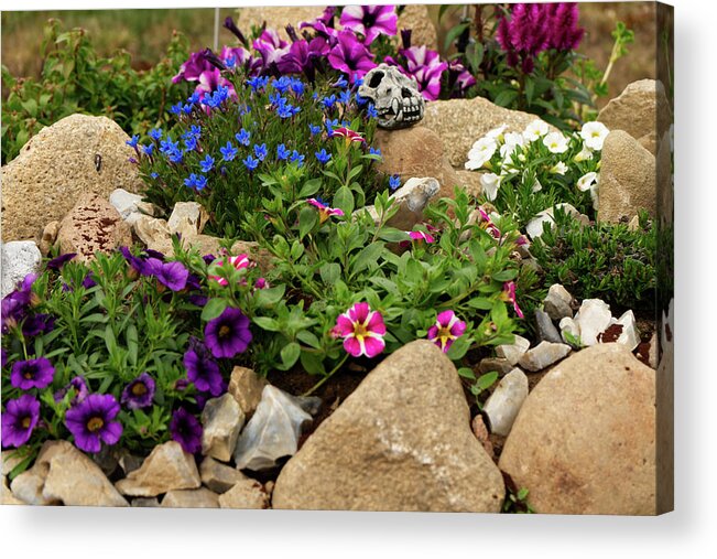 Rock Acrylic Print featuring the painting Rock garden with colorful flowers 2 by Patricia Piotrak
