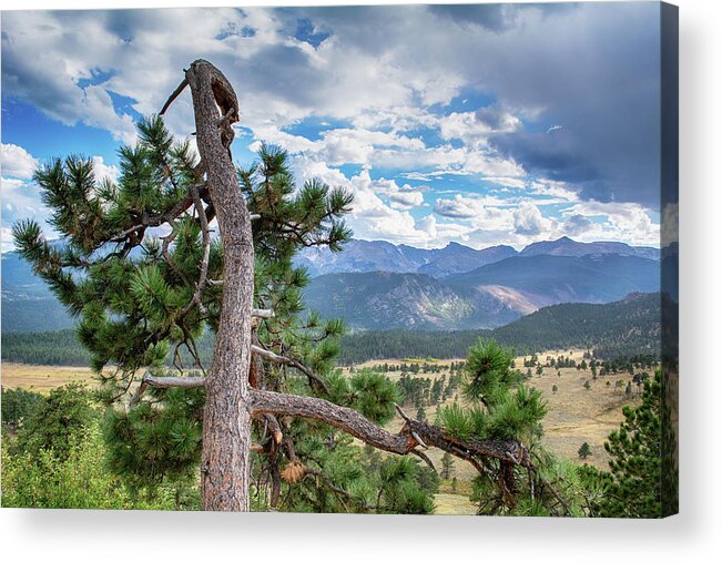 Colorado Acrylic Print featuring the photograph Rocky Mountain Tree by Kyle Hanson