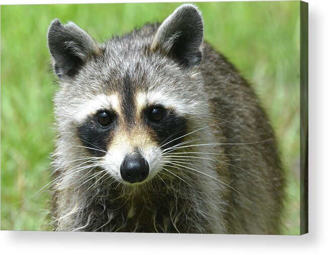 Raccoon Acrylic Print featuring the photograph Rocky Raccoon by Jerry Griffin
