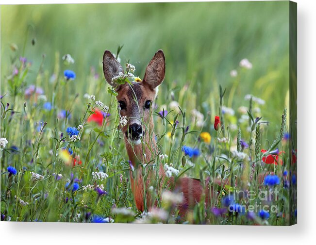 00540443 Acrylic Print featuring the photograph Roe Deer Amid Wildflowers by Ronald Stiefelhagen