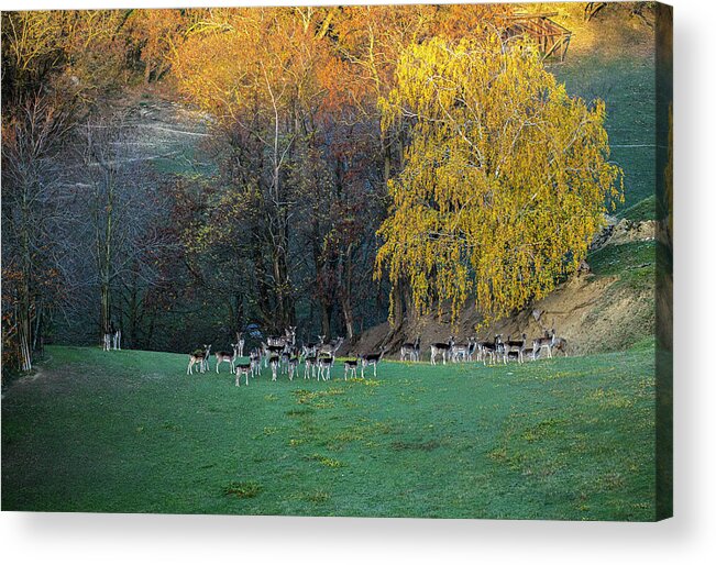 South Acrylic Print featuring the photograph Roe deer in South Moravia 1 by Dubi Roman
