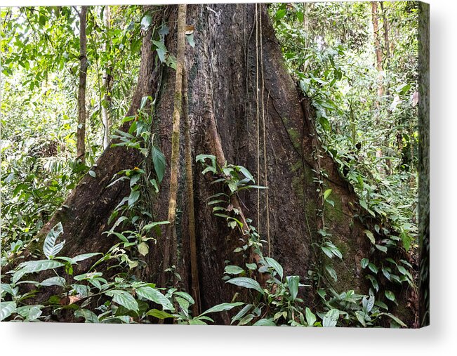 Tropical Rainforest Acrylic Print featuring the photograph Root of a tree, tropical rainforest, Borneo, Malaysia by Vyacheslav Argenberg