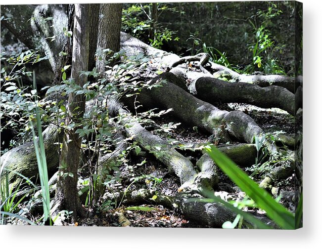 Roots In Dappled Light Acrylic Print featuring the photograph Roots in Dappled Light by Warren Thompson