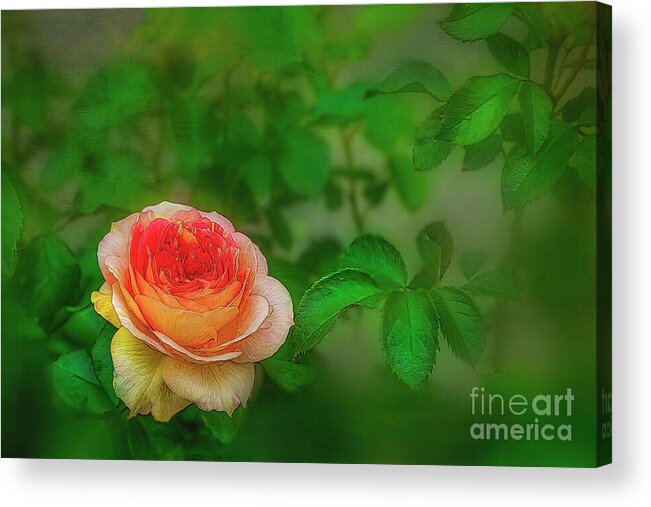 Rose Acrylic Print featuring the photograph Rose Among the Thorns by Shelia Hunt