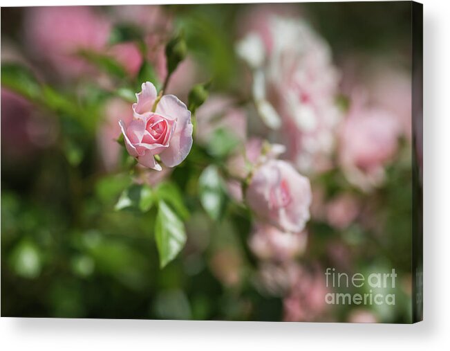 Roses Acrylic Print featuring the photograph Rose Dreams by Eva Lechner