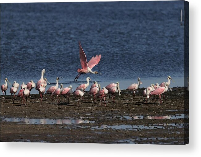 Roseate Spoonbill Acrylic Print featuring the photograph Roseate Spoonbills Gather Together 4 by Mingming Jiang