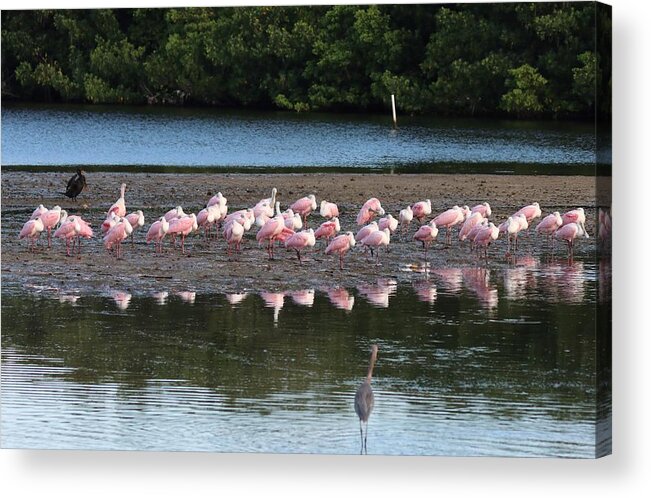 Roseate Spoonbill Acrylic Print featuring the photograph Roseate Spoonbills Gather Together 7 by Mingming Jiang