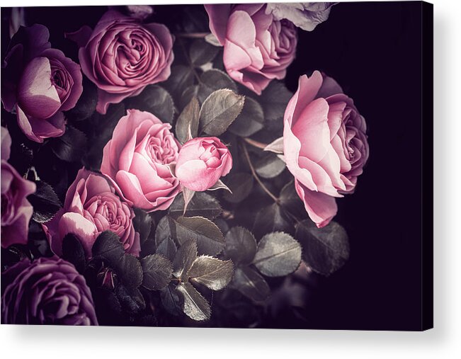 Roses Acrylic Print featuring the photograph Roses by Philippe Sainte-Laudy