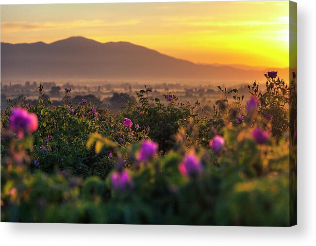 Bulgaria Acrylic Print featuring the photograph Roses Valley by Evgeni Dinev