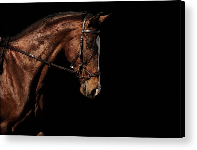  Acrylic Print featuring the photograph Roxy by Ryan Courson