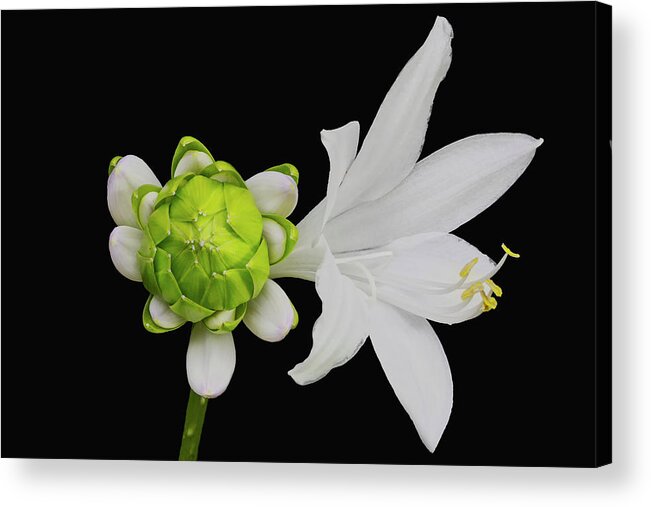 Blooming Acrylic Print featuring the photograph Royal Standard Hosta by Charles Floyd