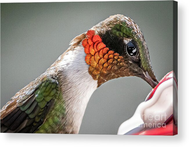 Hummingbird Acrylic Print featuring the photograph Ruby-Throated Hummingbird by Amfmgirl Photography