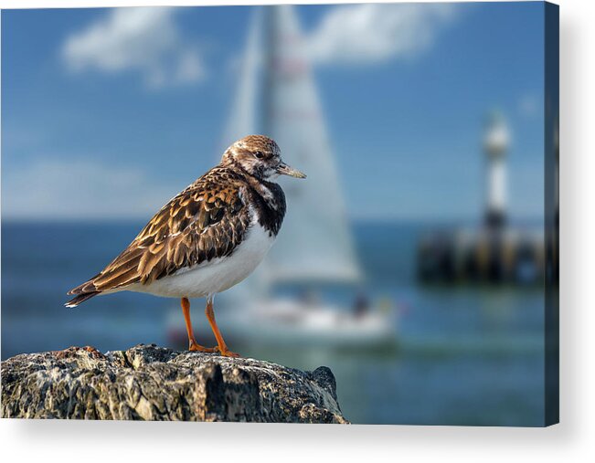 Ruddy Turnstone Acrylic Print featuring the photograph Ruddy Turnstone in Harbour by Arterra Picture Library
