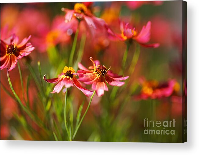 Tickseed Acrylic Print featuring the photograph Rum Punch Plant Coreopsis Warmth by Joy Watson