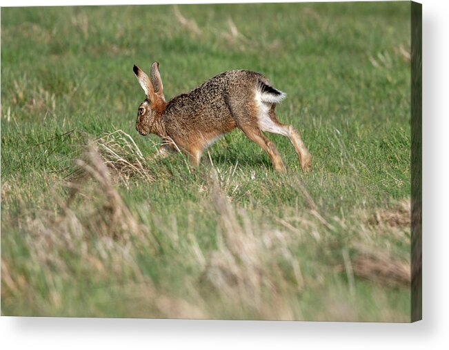 Brown Hare Acrylic Print featuring the photograph Running By by Mark Hunter