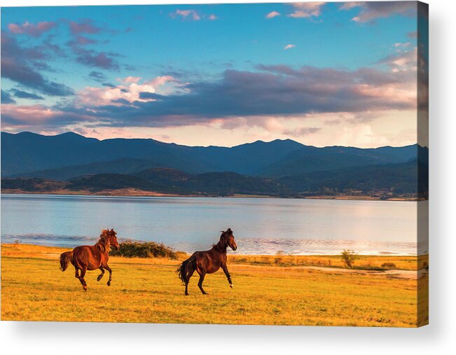 Animal Acrylic Print featuring the photograph Running Horses by Evgeni Dinev