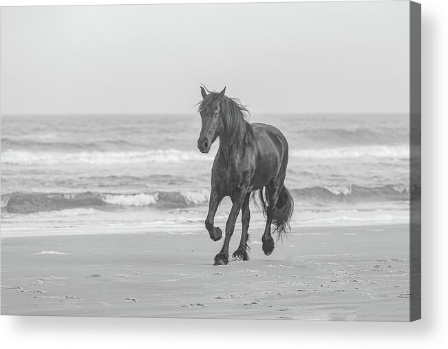 Equine Acrylic Print featuring the photograph Horse Running on the Beach Photograph by JBK Photo Art