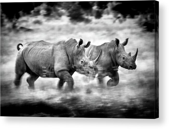 White Acrylic Print featuring the photograph Running Rhinos, South Africa by Stu Porter