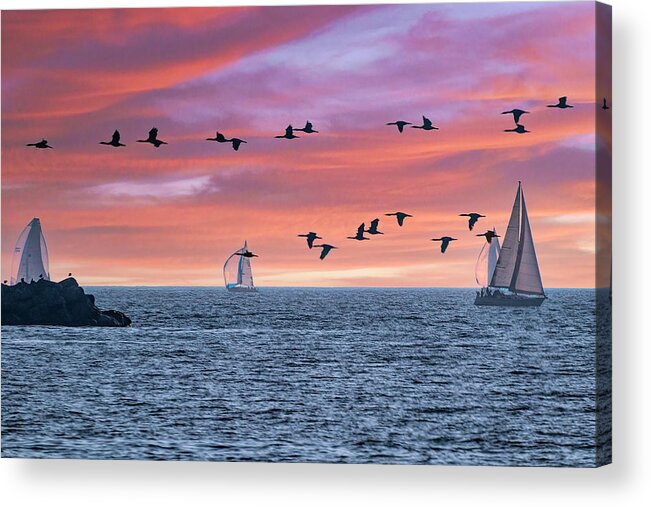 Geese Acrylic Print featuring the photograph Rush Hour Traffic by Lindsay Thomson