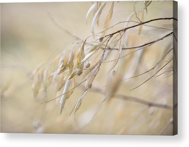 Russian Olive Tree Acrylic Print featuring the photograph Russian Olive by Leanna Kotter