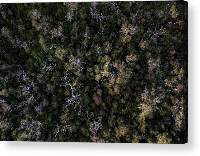 Landscape Acrylic Print featuring the photograph Saddle Road Forest by Christopher Johnson