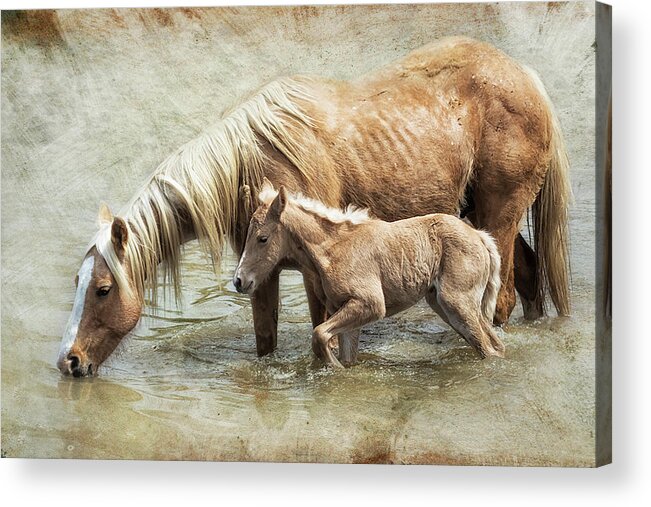 Mare And Foal Acrylic Print featuring the photograph Safe By Mother's Side - South Steens Mustangs by Belinda Greb