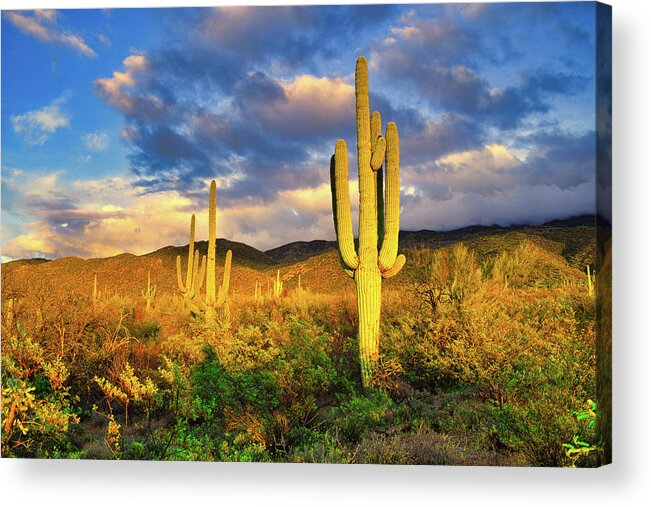 Saguaro Acrylic Print featuring the photograph Saguaro Cacti at Sunset by Chance Kafka