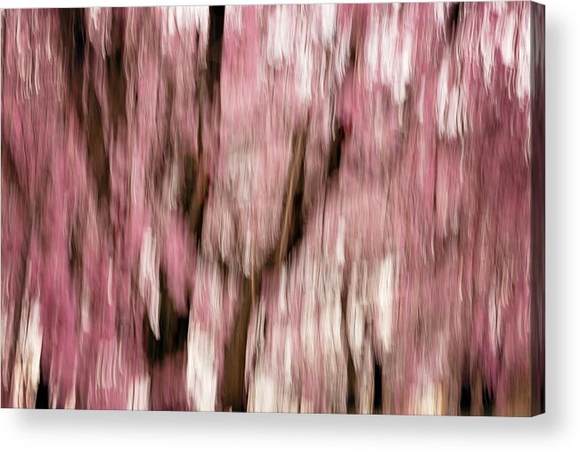 Sakura Acrylic Print featuring the photograph Sakura #1 by Yancho Sabev Art