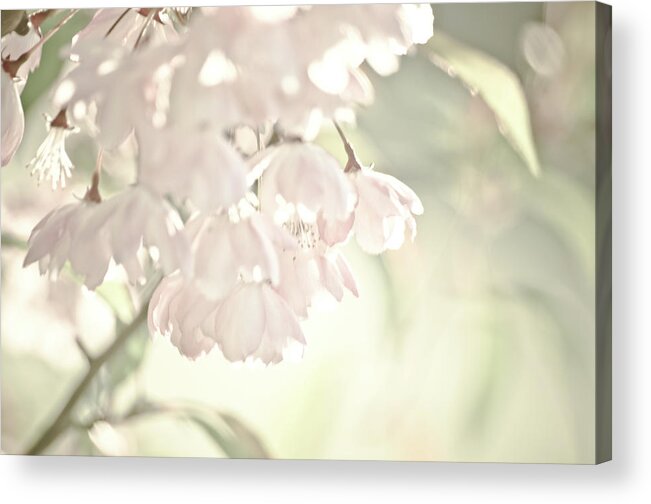 Pink Acrylic Print featuring the photograph Sakura blossom by Adelaide Lin