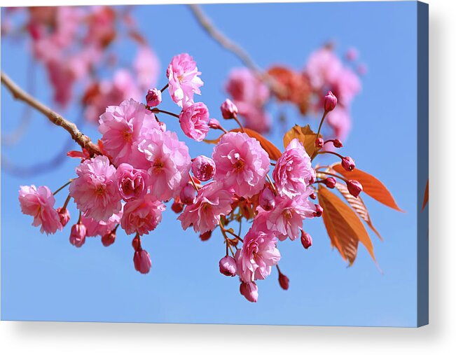 Pink Blossom Acrylic Print featuring the photograph Sakura in a blue sky by Maria Meester