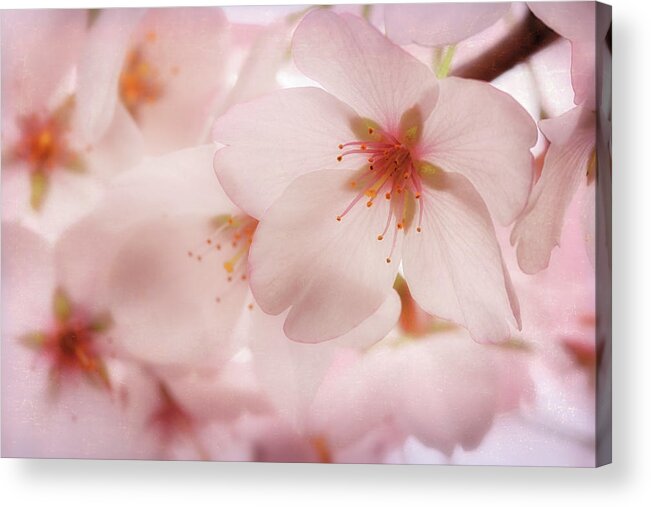 Cherry Blossoms Acrylic Print featuring the photograph Sakura by Susan Rissi Tregoning